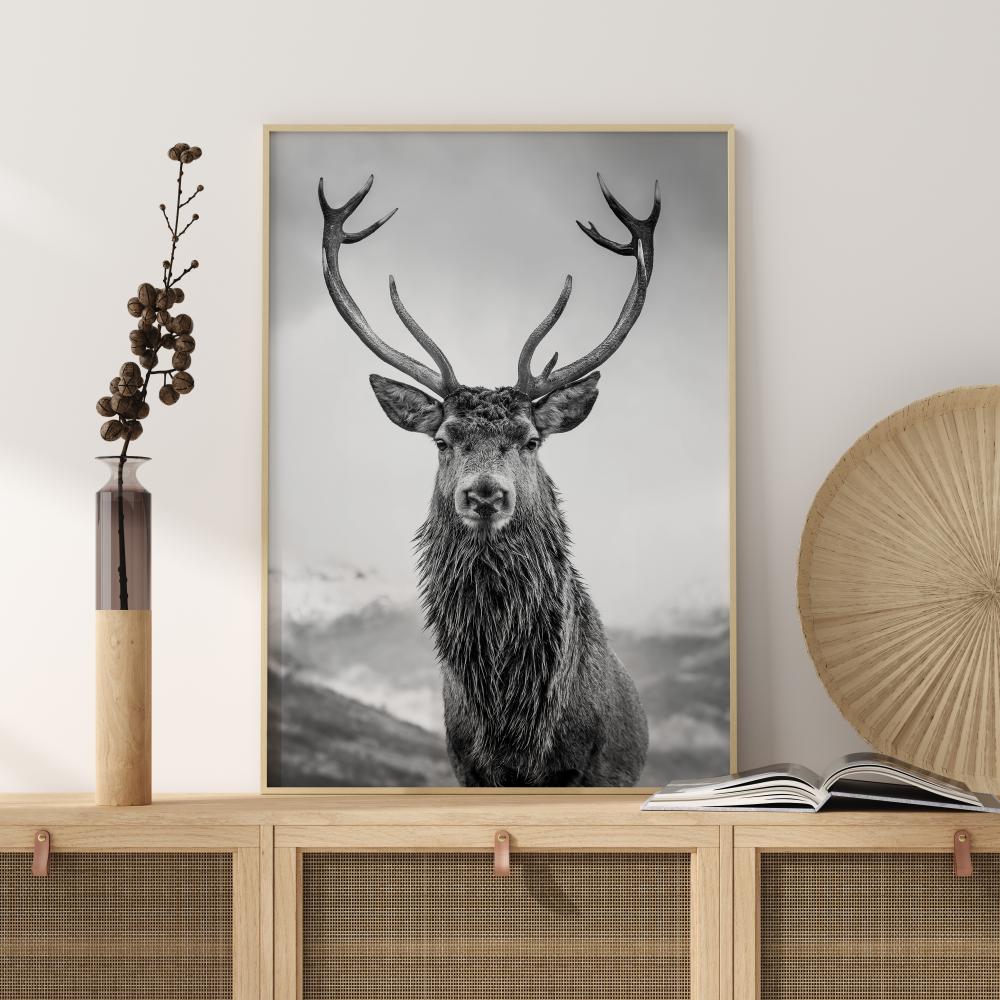 Curious Deer Poster