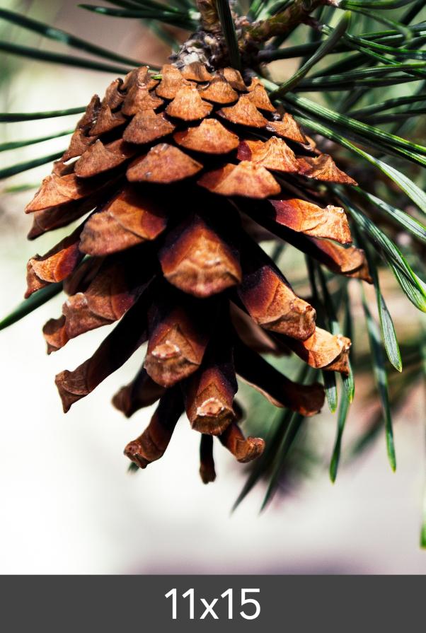 Vergrößerung FineArt Bamboo 290 g