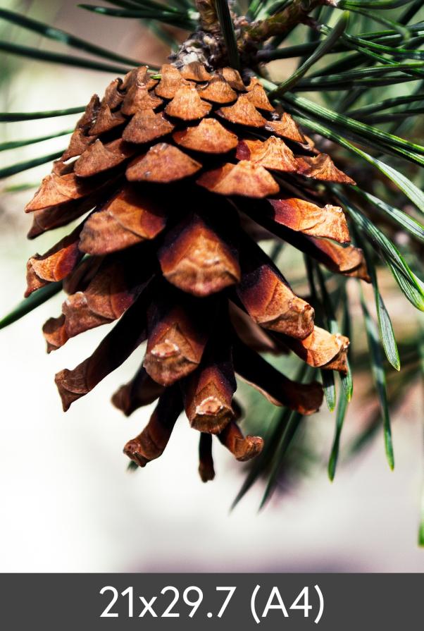 Vergrößerung FineArt Bamboo 290 g
