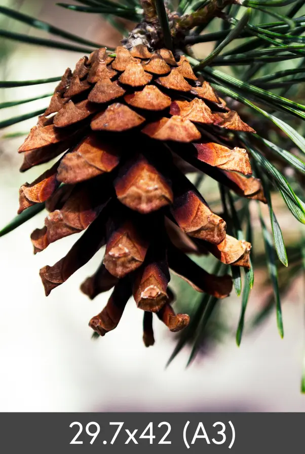 Vergrößerung FineArt Bamboo 290 g