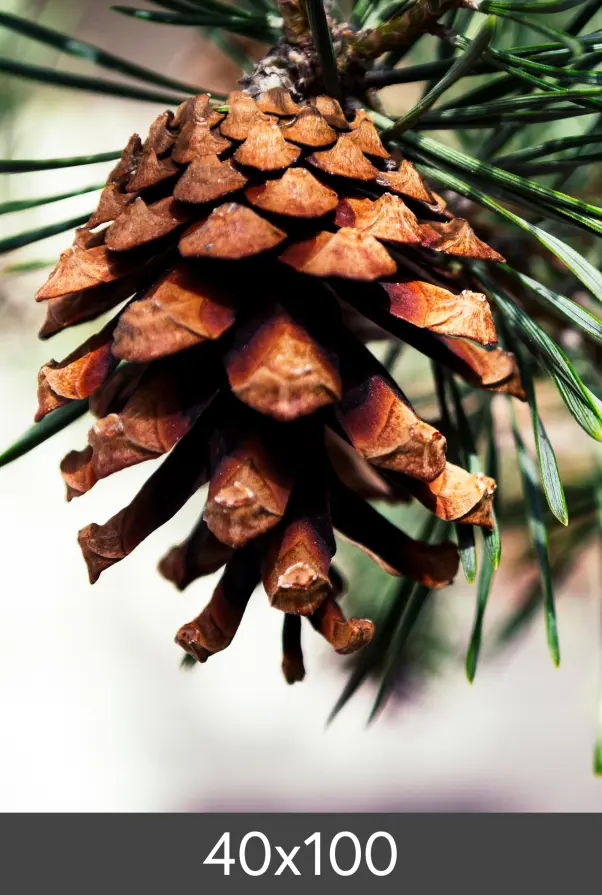 Vergrößerung FineArt Bamboo 290 g