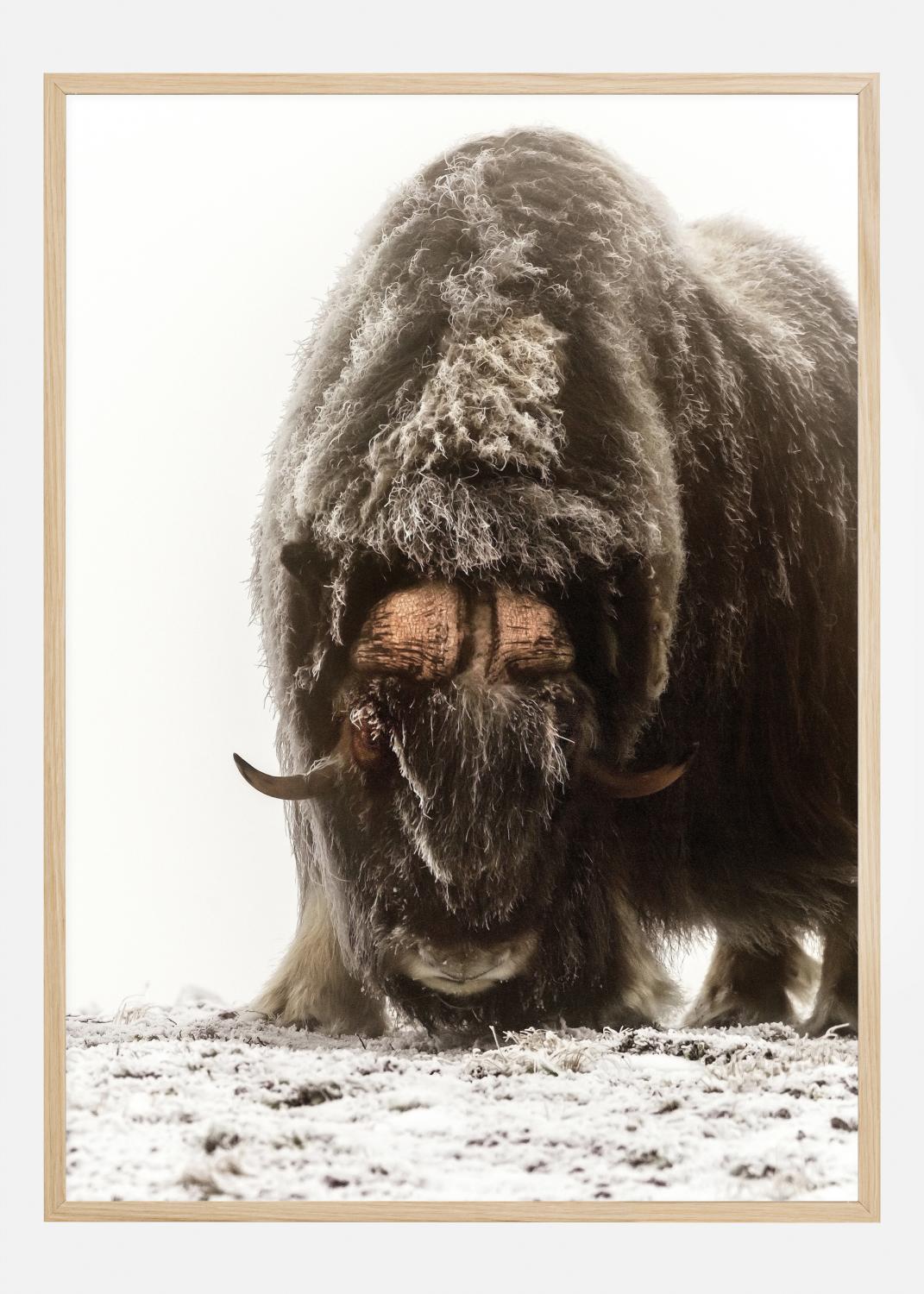 Product Image for Between the fog and frost Poster (21x29.7 cm (A4))