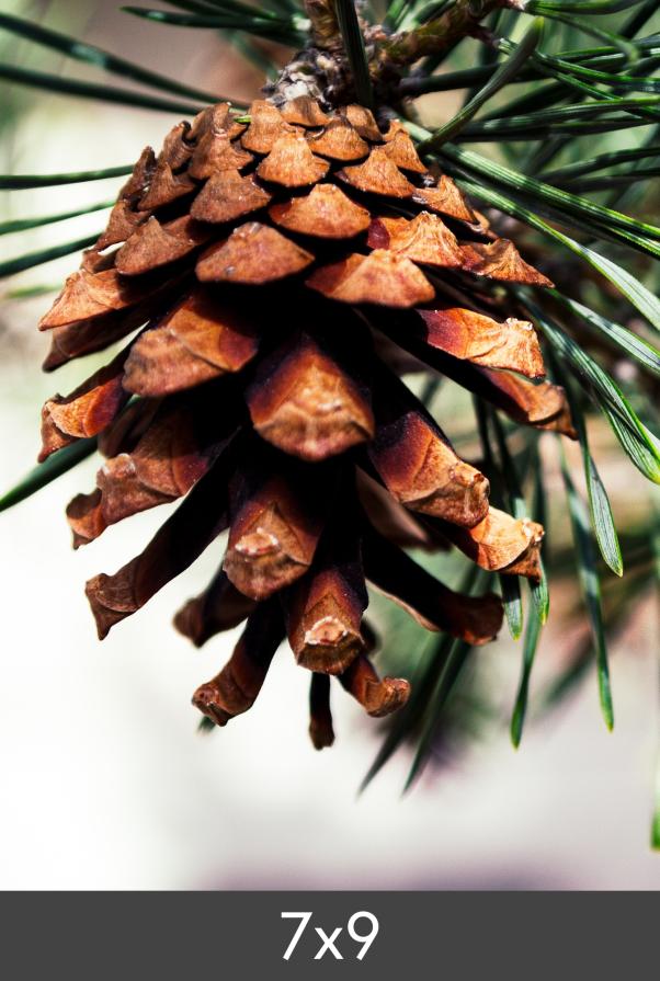 Vergrößerung FineArt Bamboo 290 g