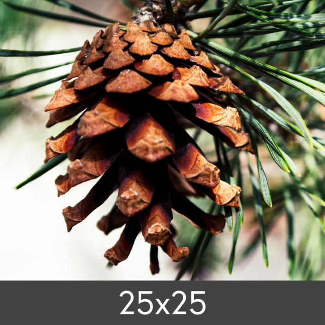 Vergrößerung FineArt Bamboo 290 g