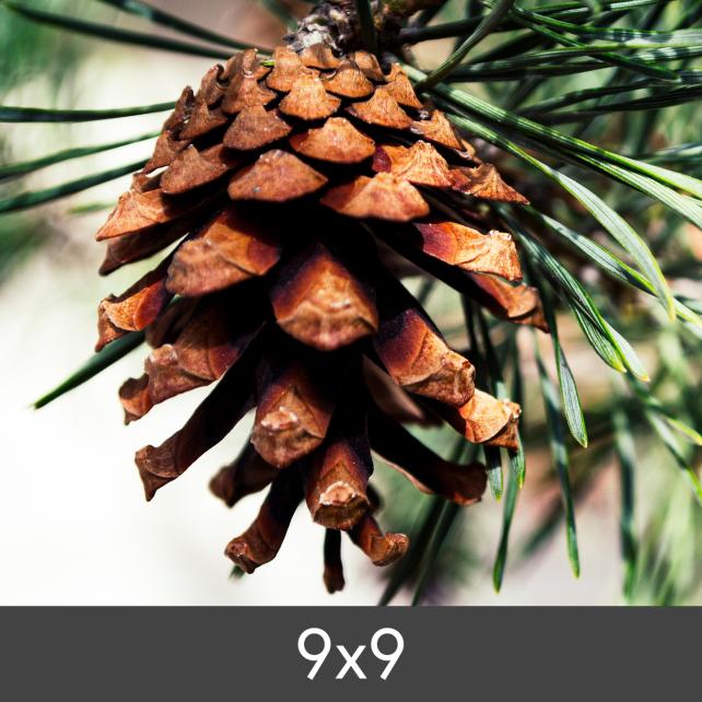 Vergrößerung FineArt Bamboo 290 g