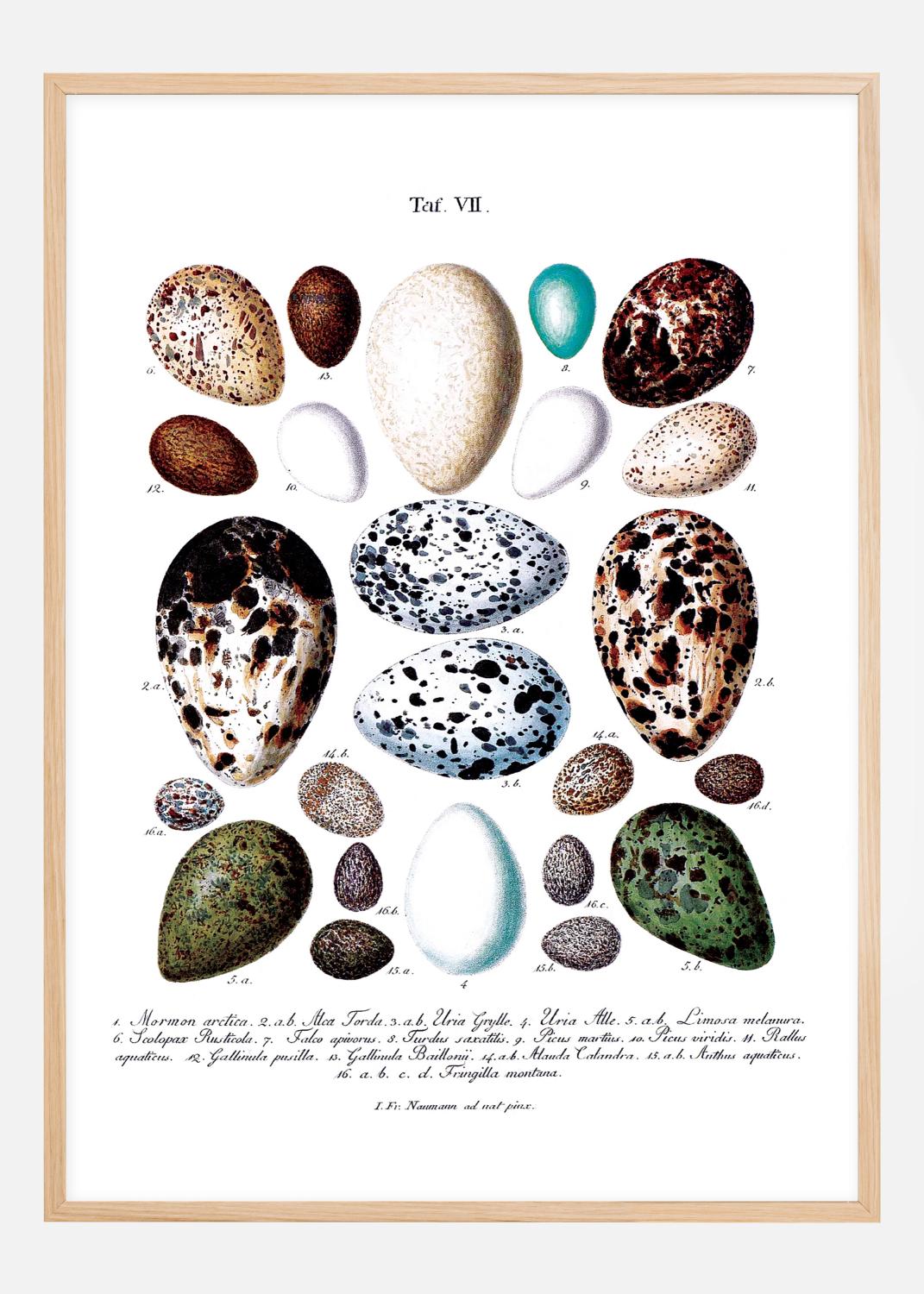 Product Image for Schule Vogeleier Poster (21x29.7 cm (A4))
