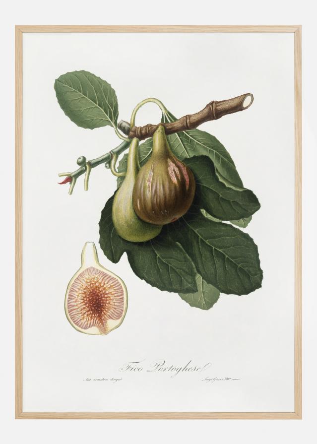 Figs Poster