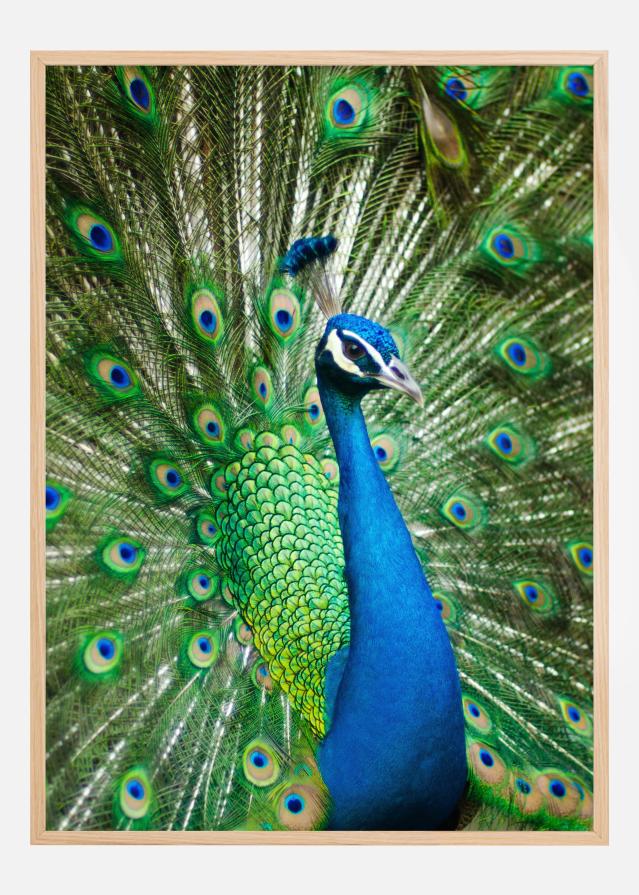 Peacock Poster