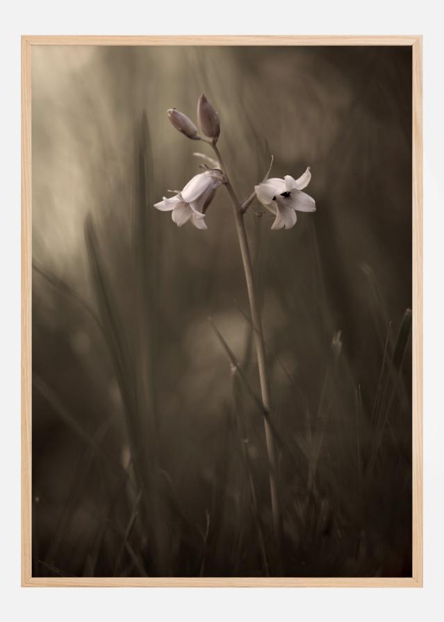 A Small Flower On The Ground Poster