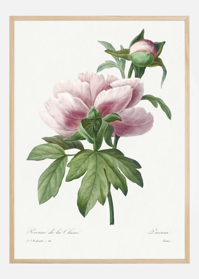 Peony Poster