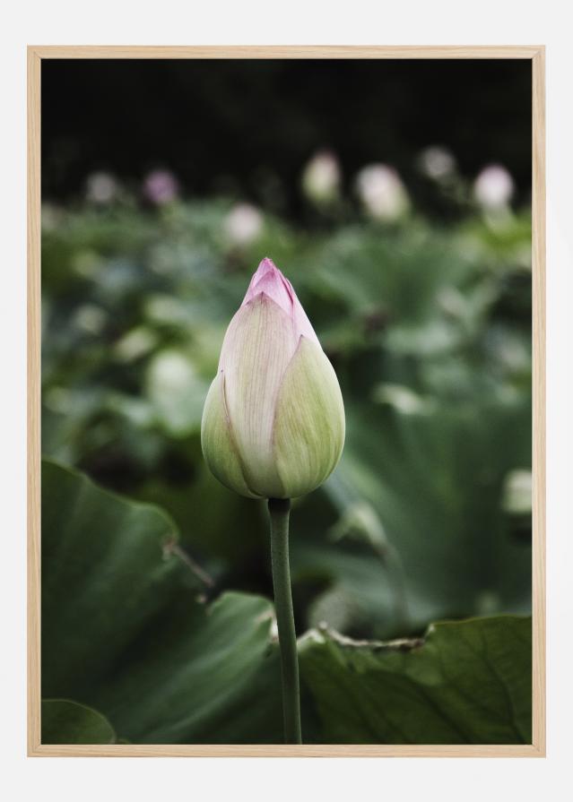 Peony Field Poster