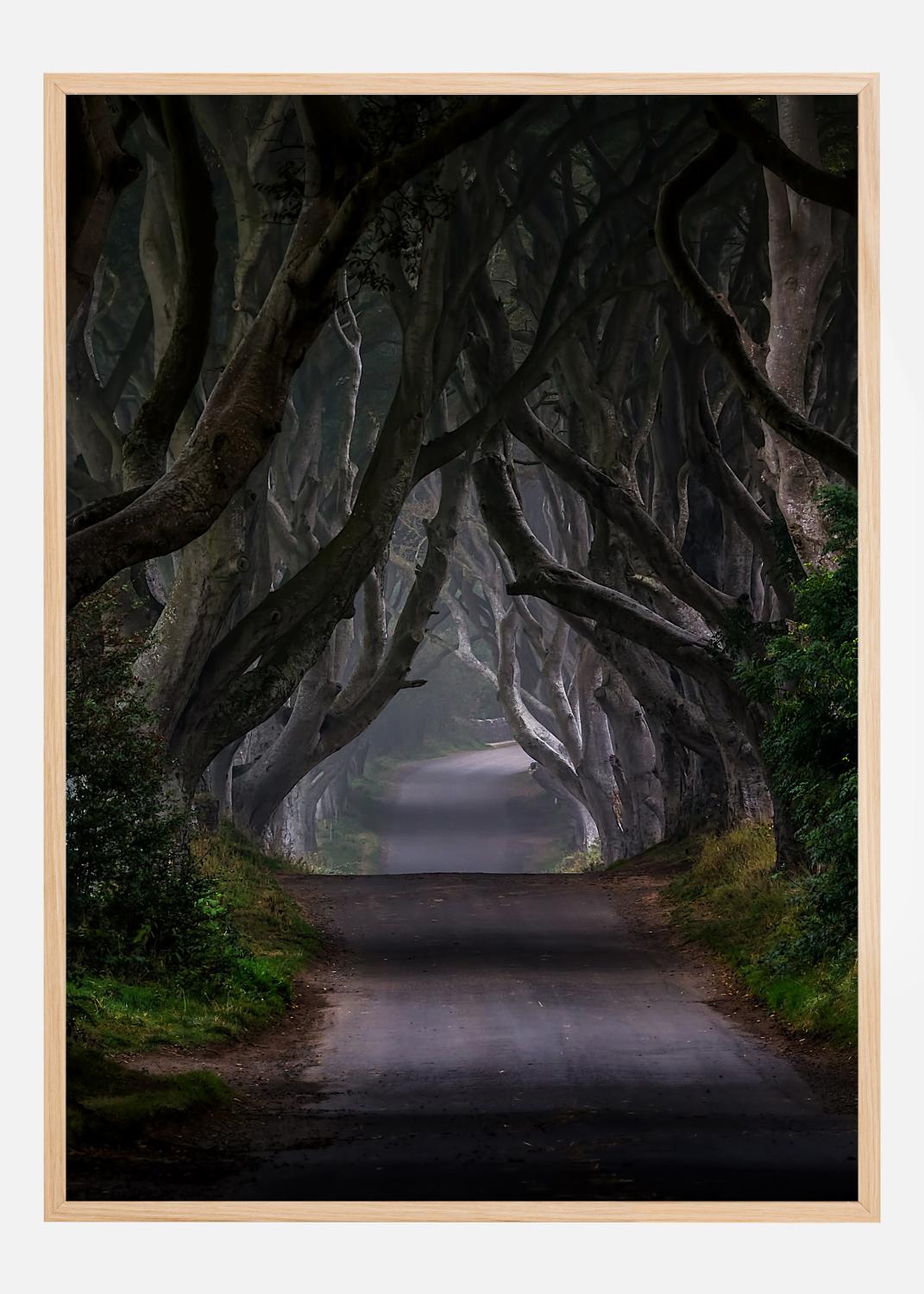 Product Image for The Dark Hedges  Magic road Poster (21x29.7 cm (A4))