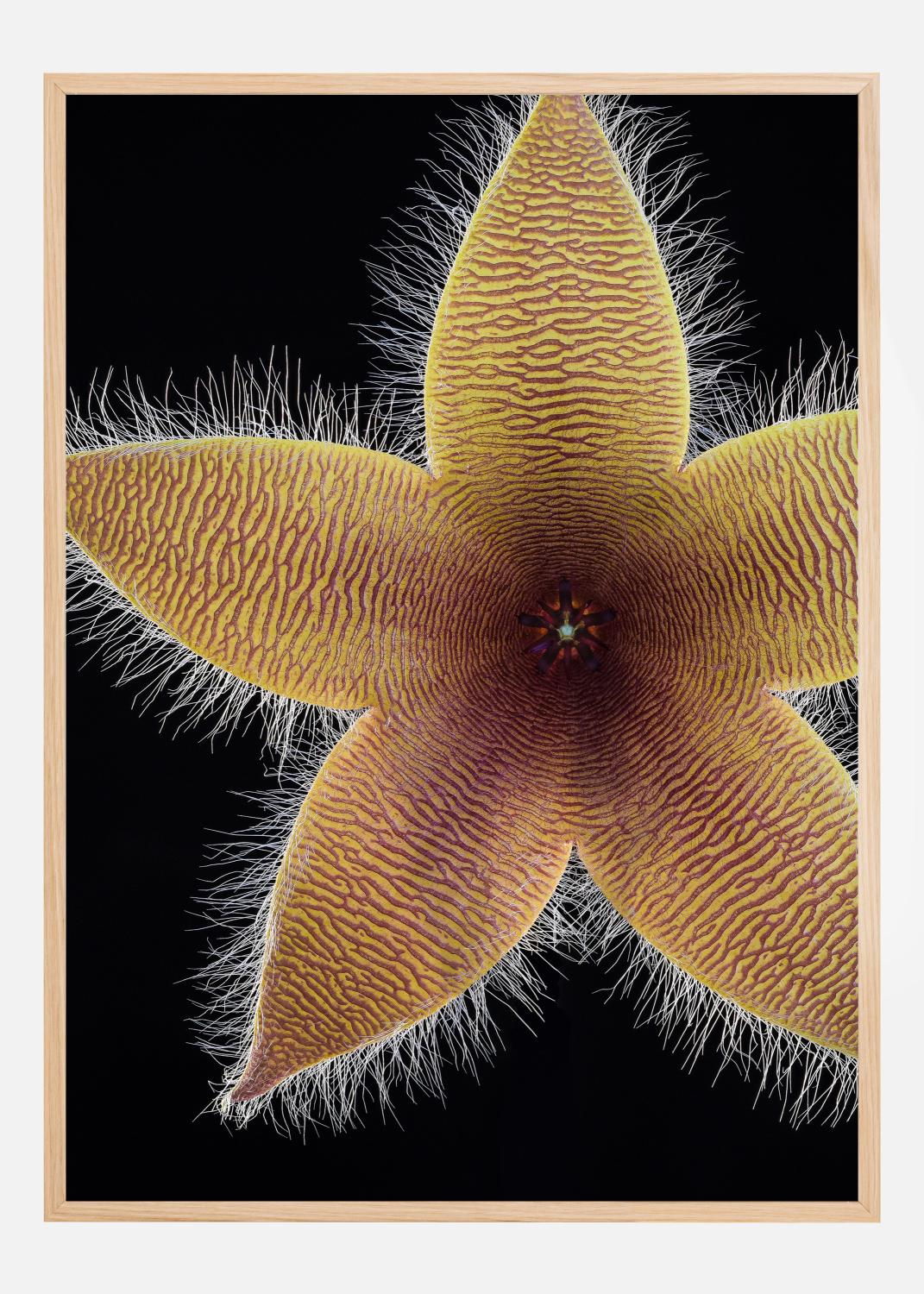 Stapelia grandiflora Poster (70x100 cm)