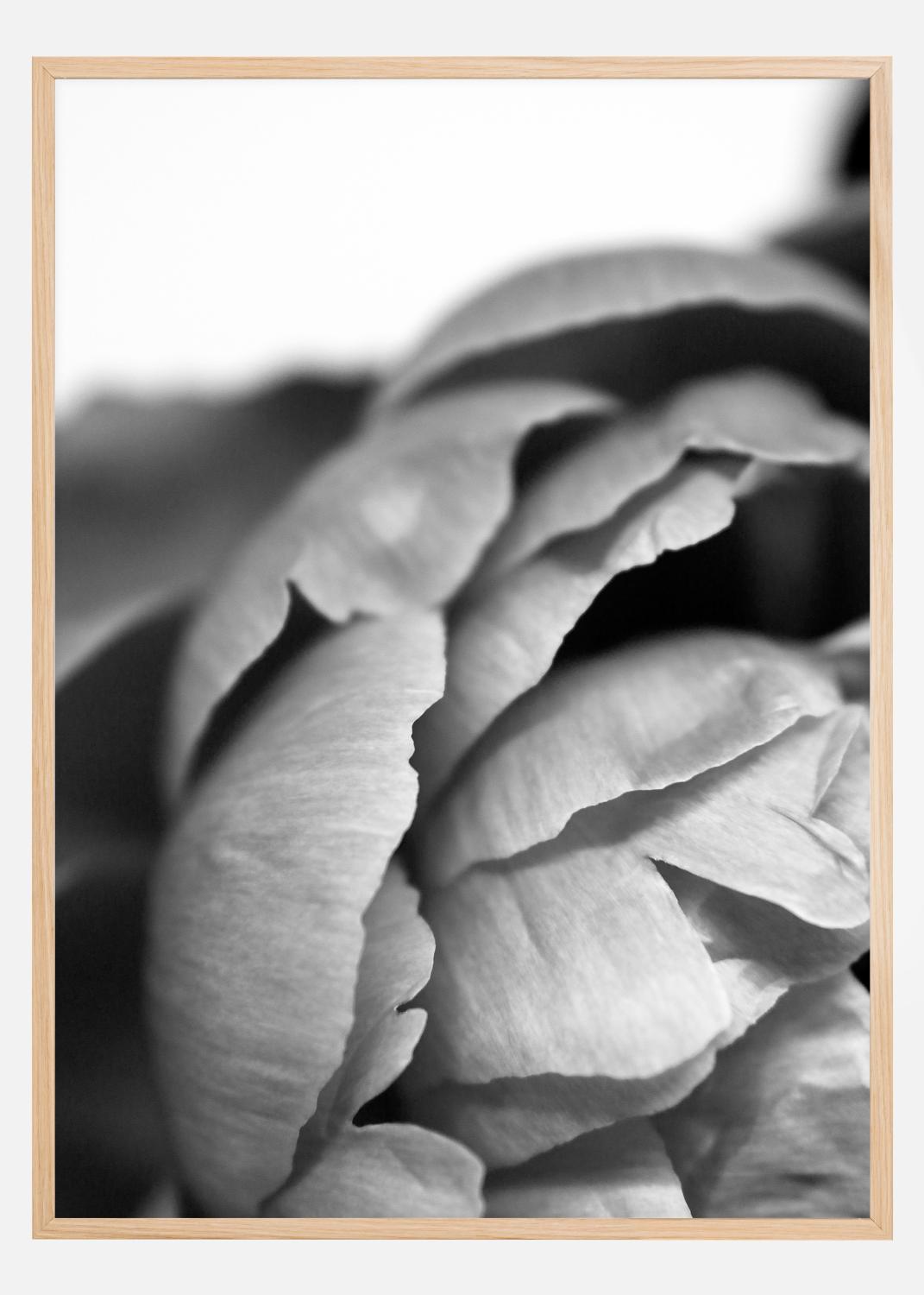 Product Image for Peony B&amp;W Poster (21x29.7 cm (A4))