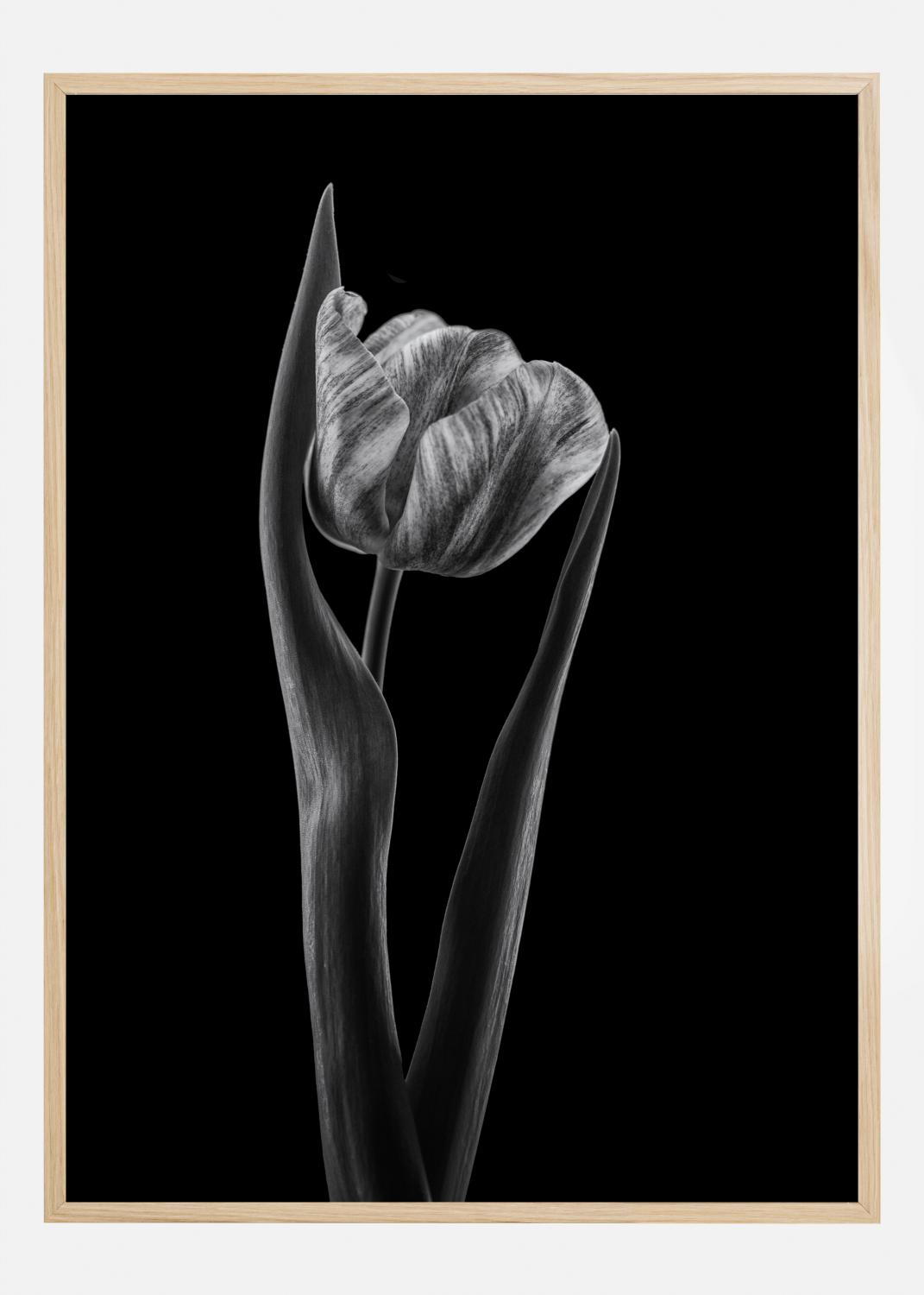 Product Image for Rembrandt Tulip Poster (21x29.7 cm (A4))