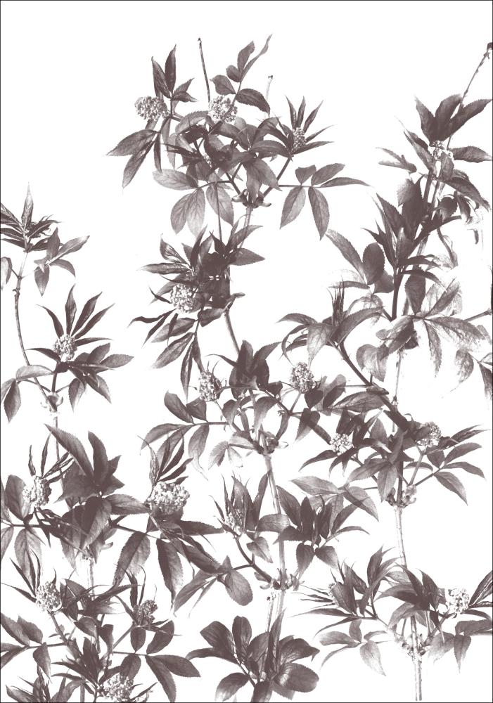 Branches Poster