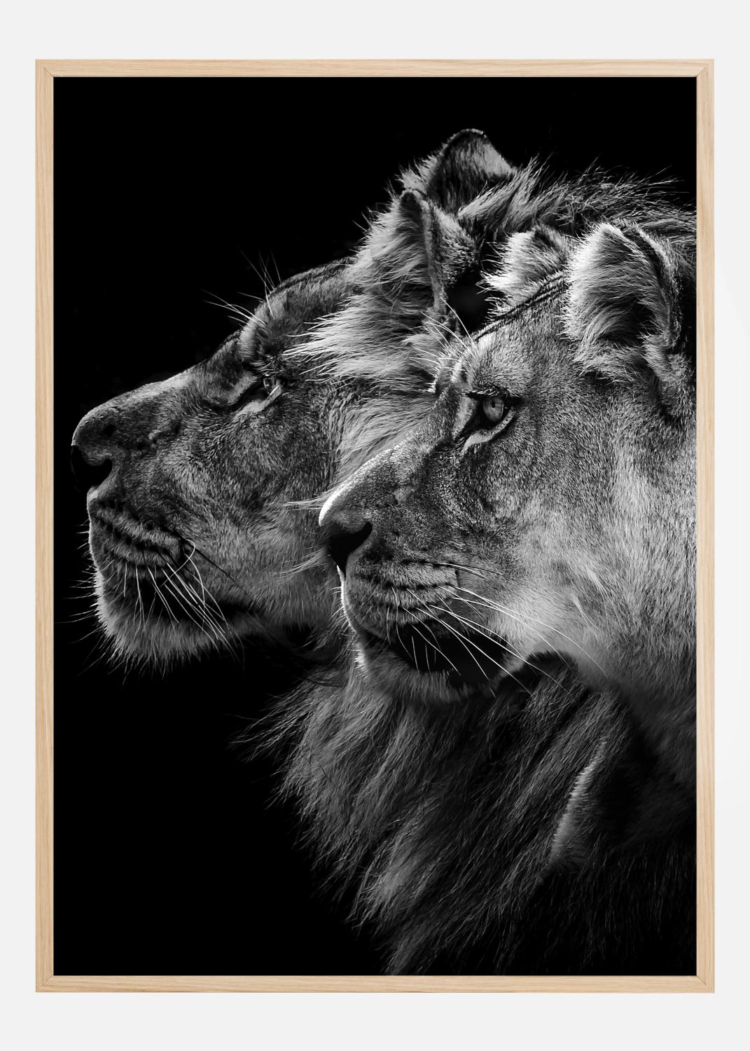 Product Image for Lion and  lioness portrait Poster (70x100 cm)