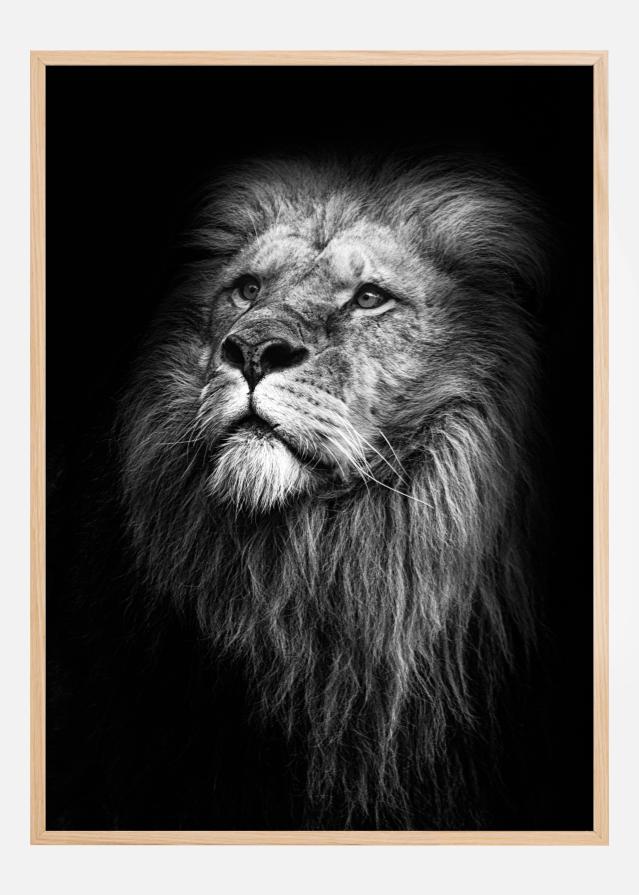 King Of Lions Poster