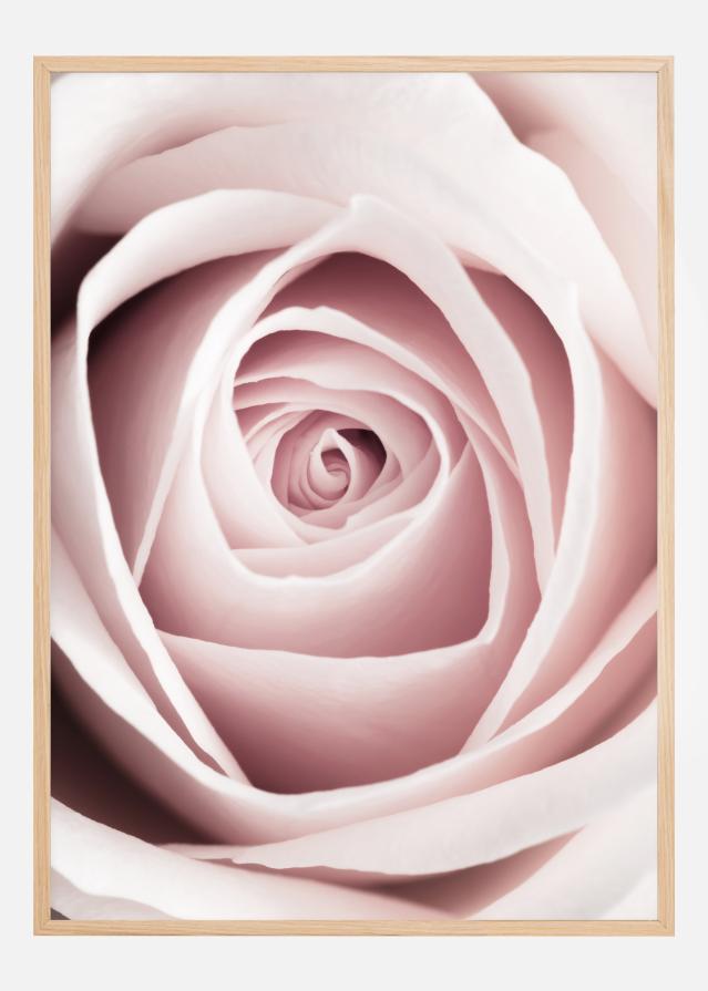 Pink Rose Poster