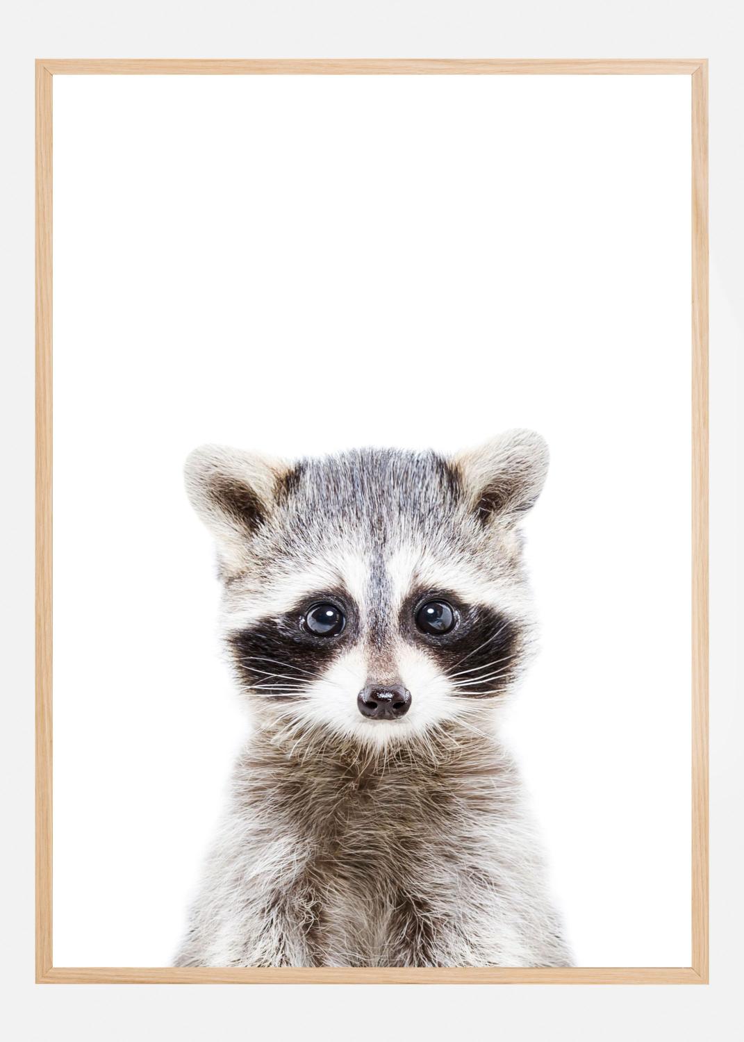 Product Image for Baby Racoon Poster (21x29.7 cm (A4))