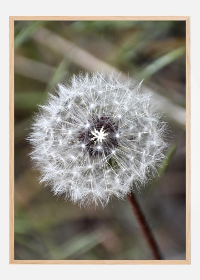 Dandelion Poster