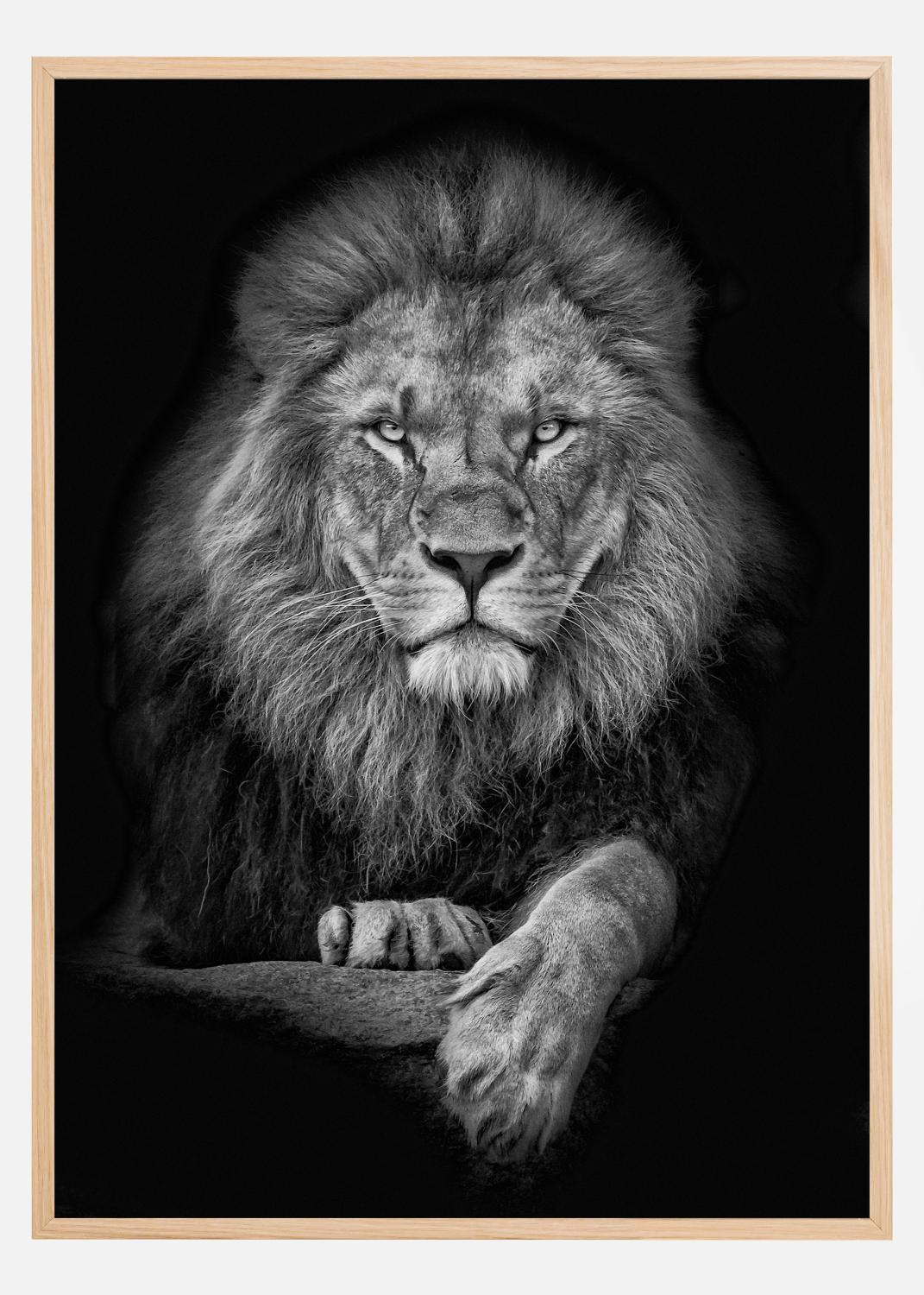 Product Image for Focused lion Poster (40x50 cm)