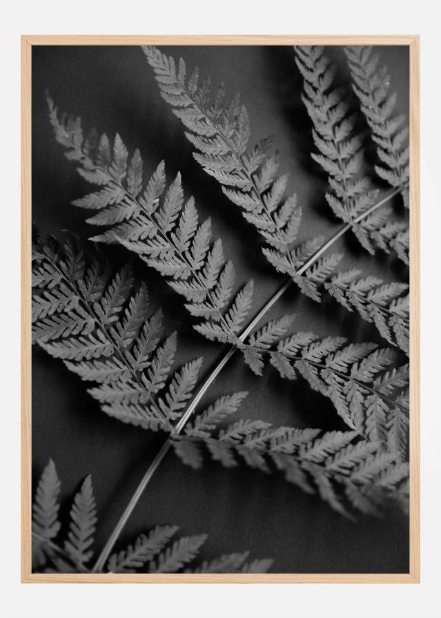 Black Fern Poster