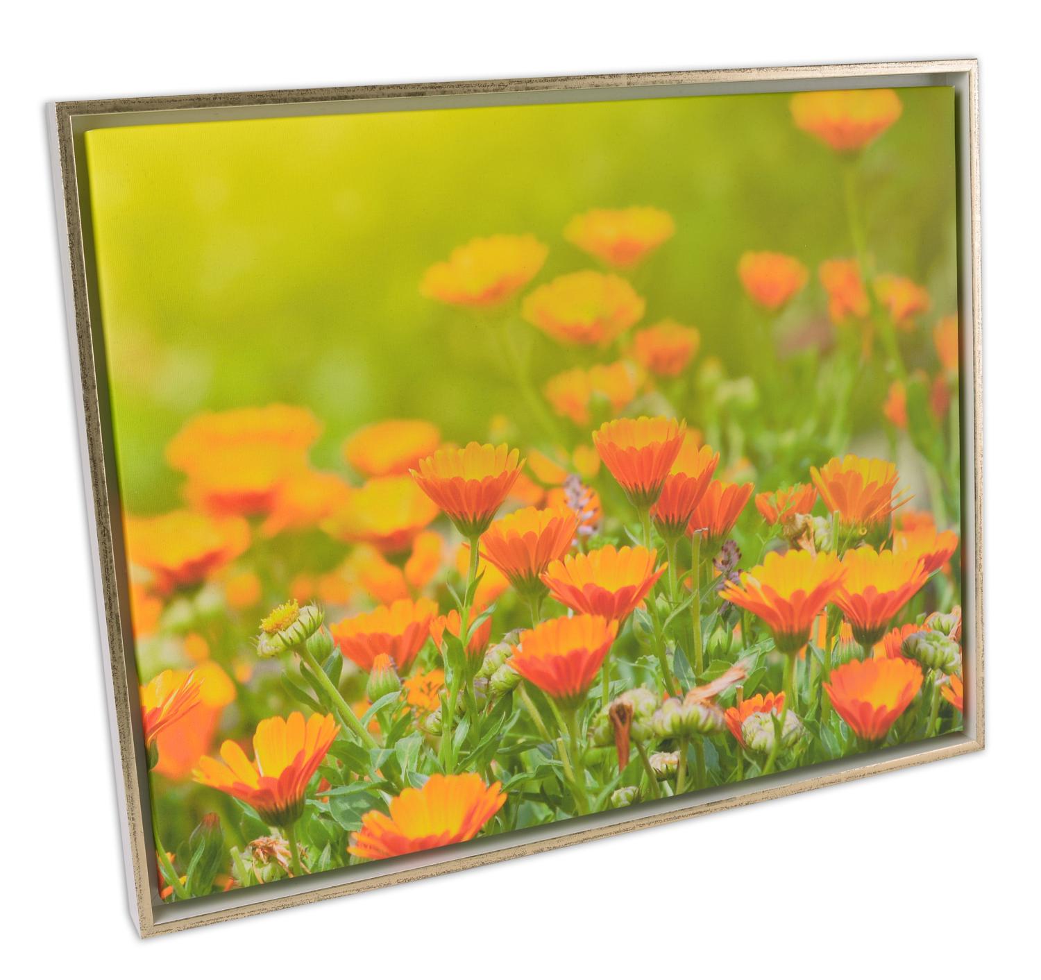 Product Image for Åsen Canvas-Rahmen Weiß/Gold - Größe nach Wunsch (Bilderrahmen für Leinwand)