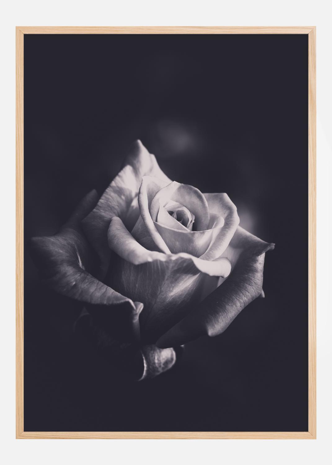 Product Image for Grey rose Poster (21x29.7 cm (A4))