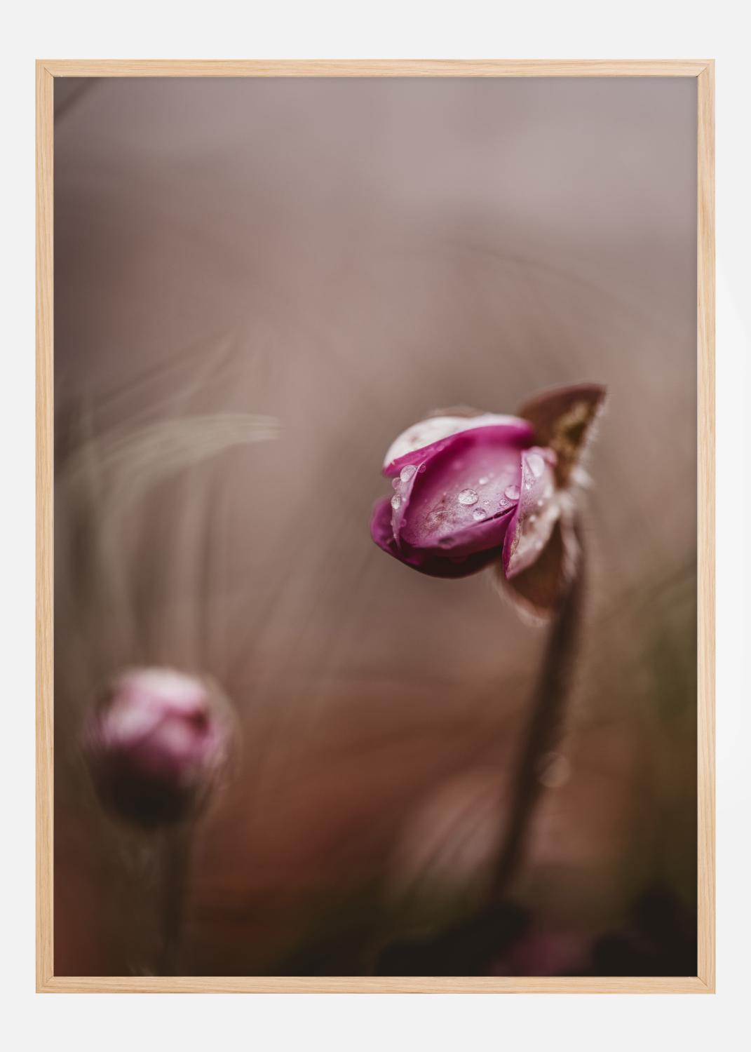 Product Image for Two flower buds Poster (30x40 cm)