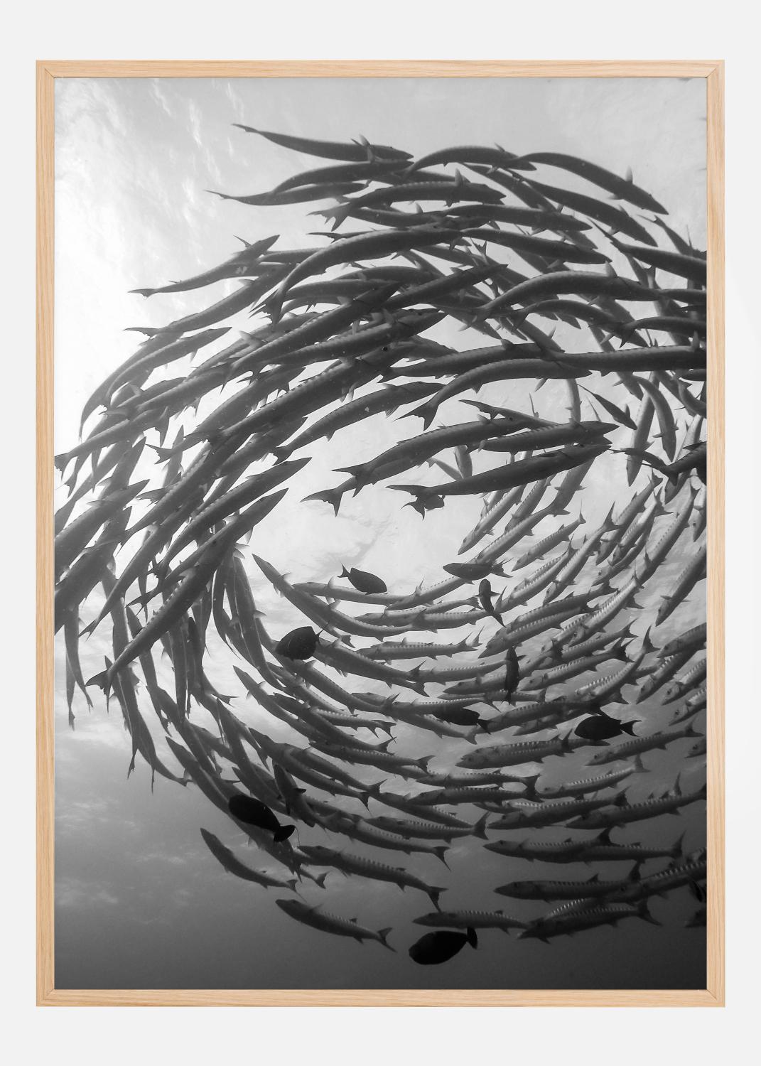 Product Image for Barracuda Tornado Poster (40x50 cm)