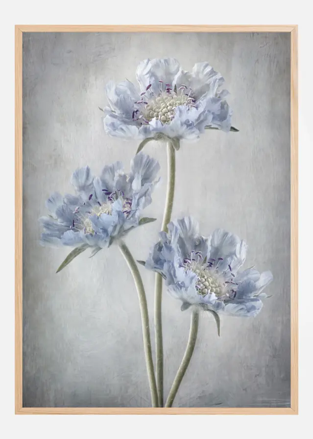 Scabiosa Poster