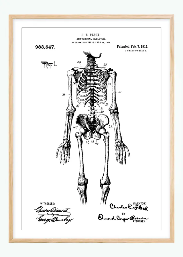 Patentzeichnung - Anatomisches Skelett I Poster