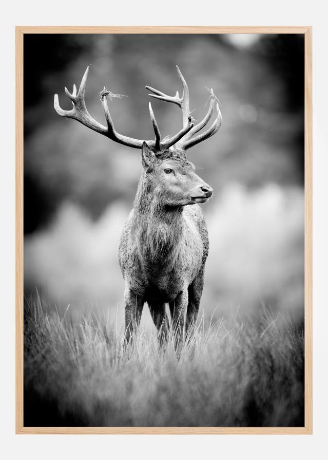 Deer With Horns Poster