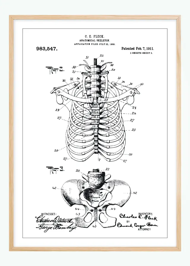 Patentzeichnung - Anatomisches Skelett II Poster