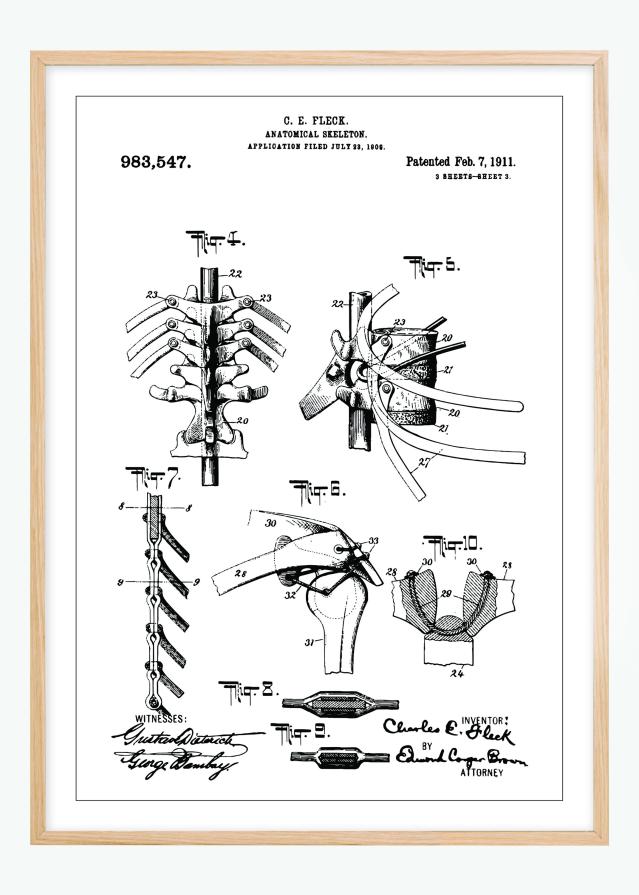 Patentzeichnung - Anatomisches Skelett III Poster