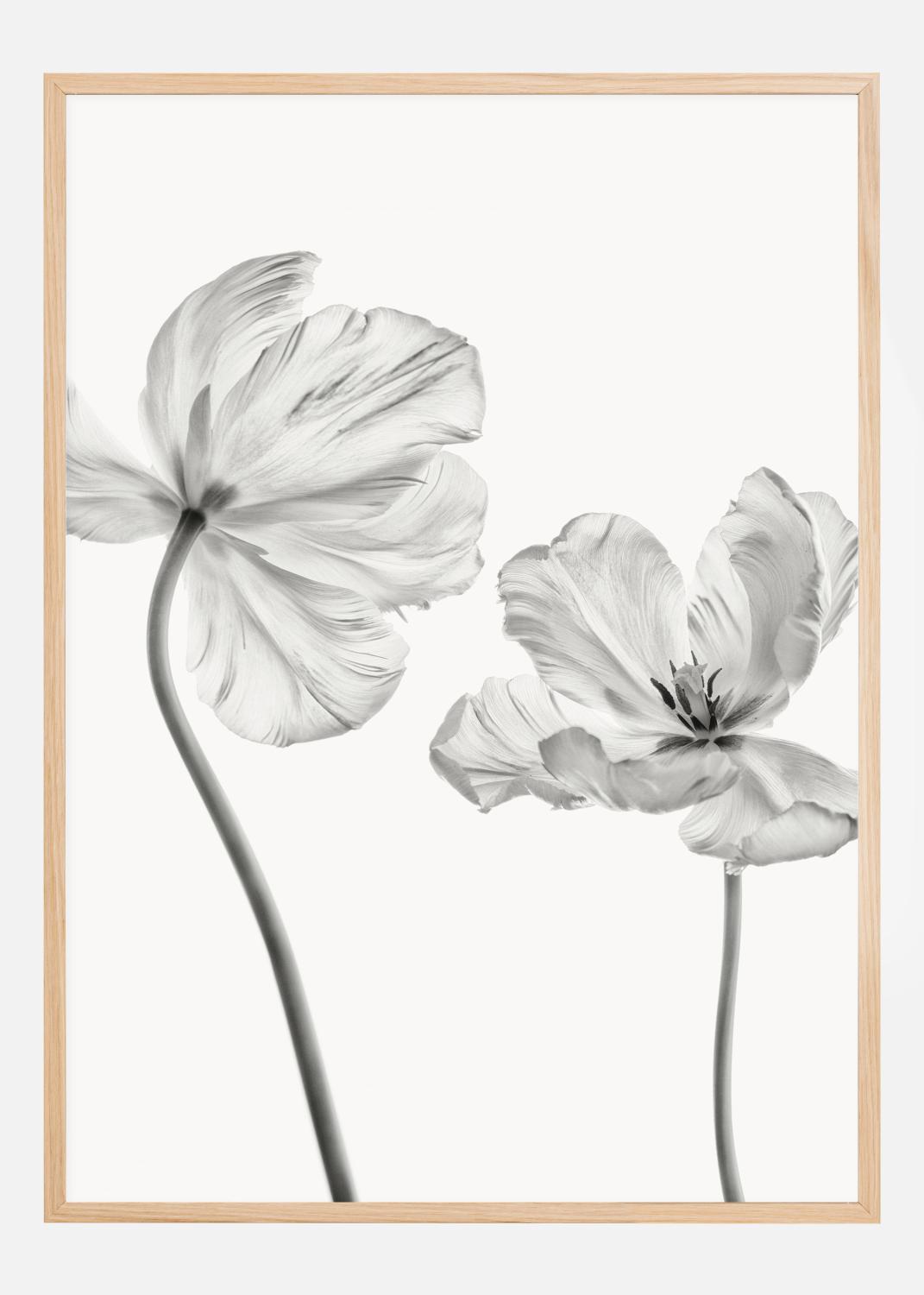 Product Image for Same tulip  front and backview Poster (21x29.7 cm (A4))