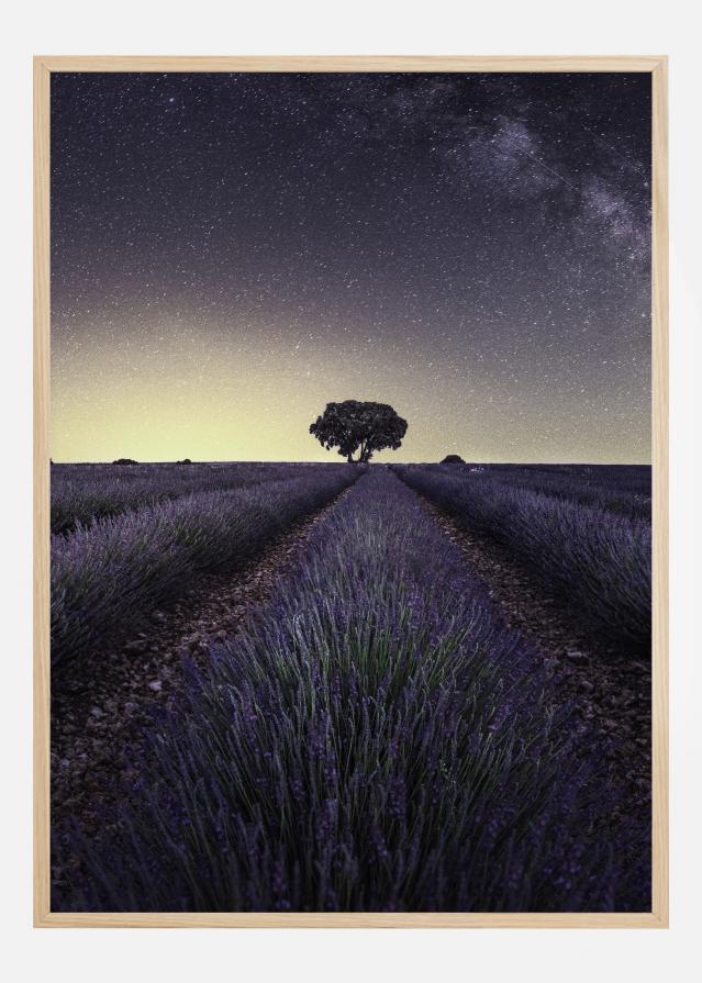 Lavender Fields Poster