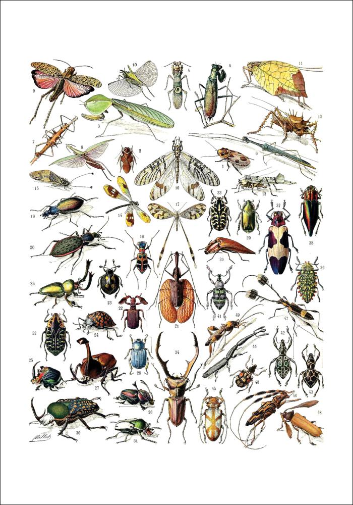 Schule Insekten II Poster