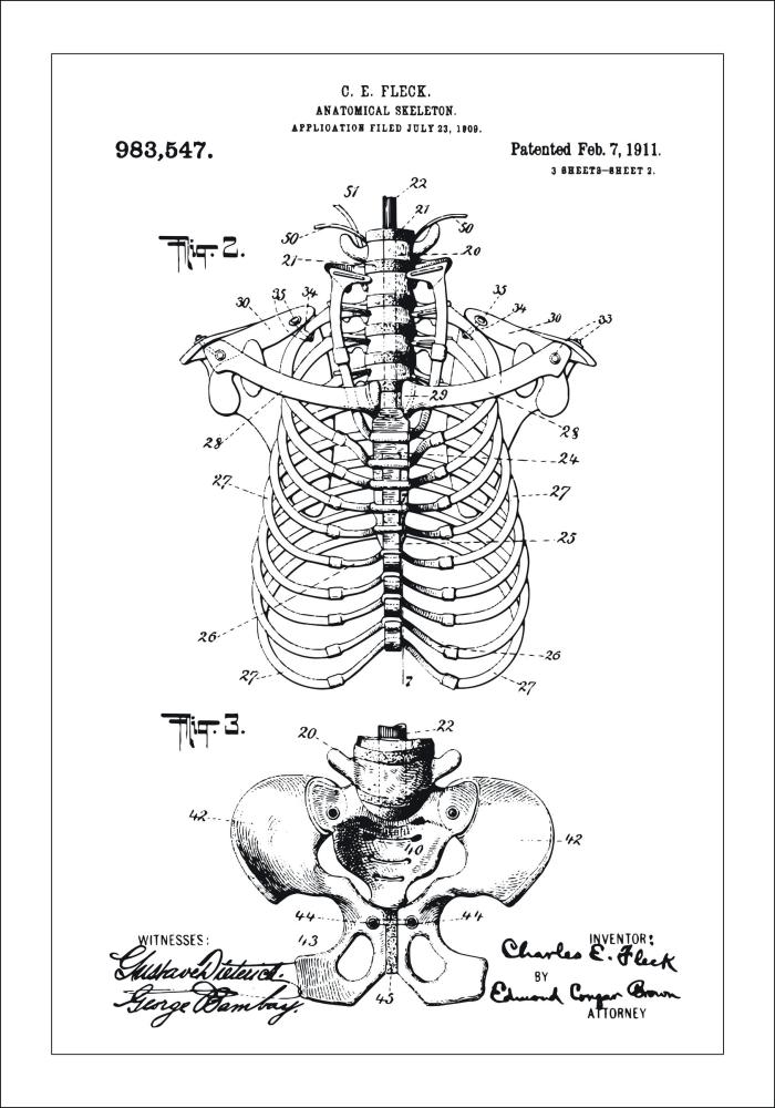 Patentzeichnung - Anatomisches Skelett II Poster