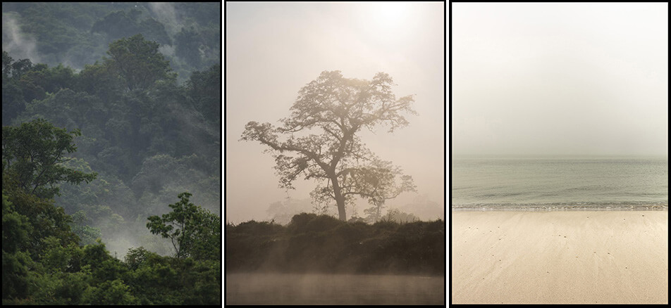 Drei Poster mit Naturmotiven - Regenwald, Baum im Nebel, menschenleerer Strand