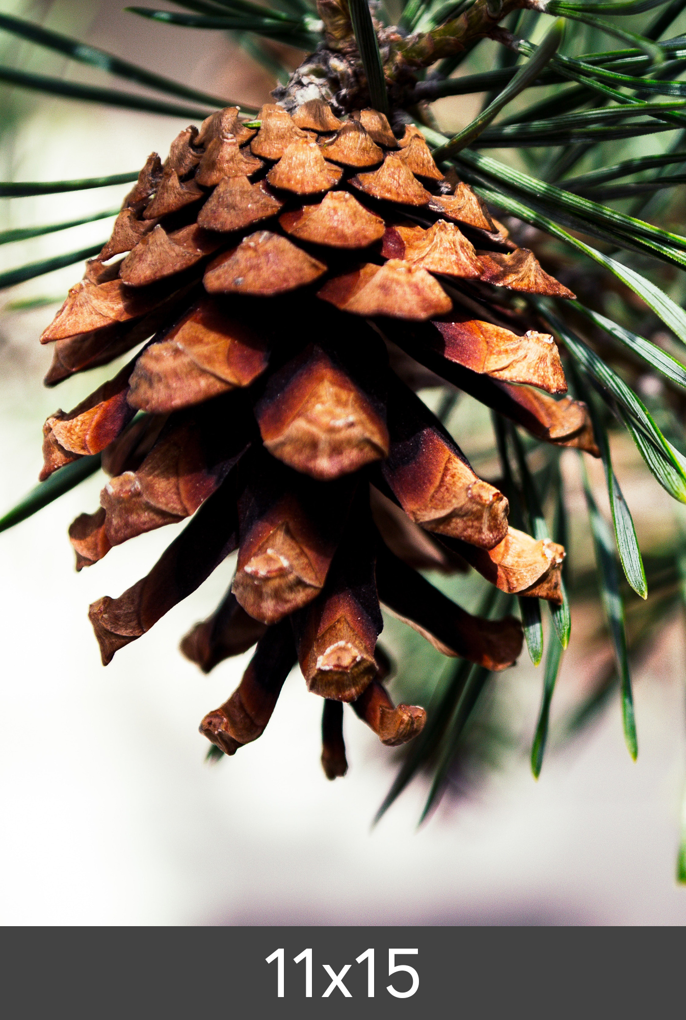 Product Image for Vergrößerung FineArt Bamboo 290 g (11x15 cm/Vergrößerung - FineArt Bamboo)