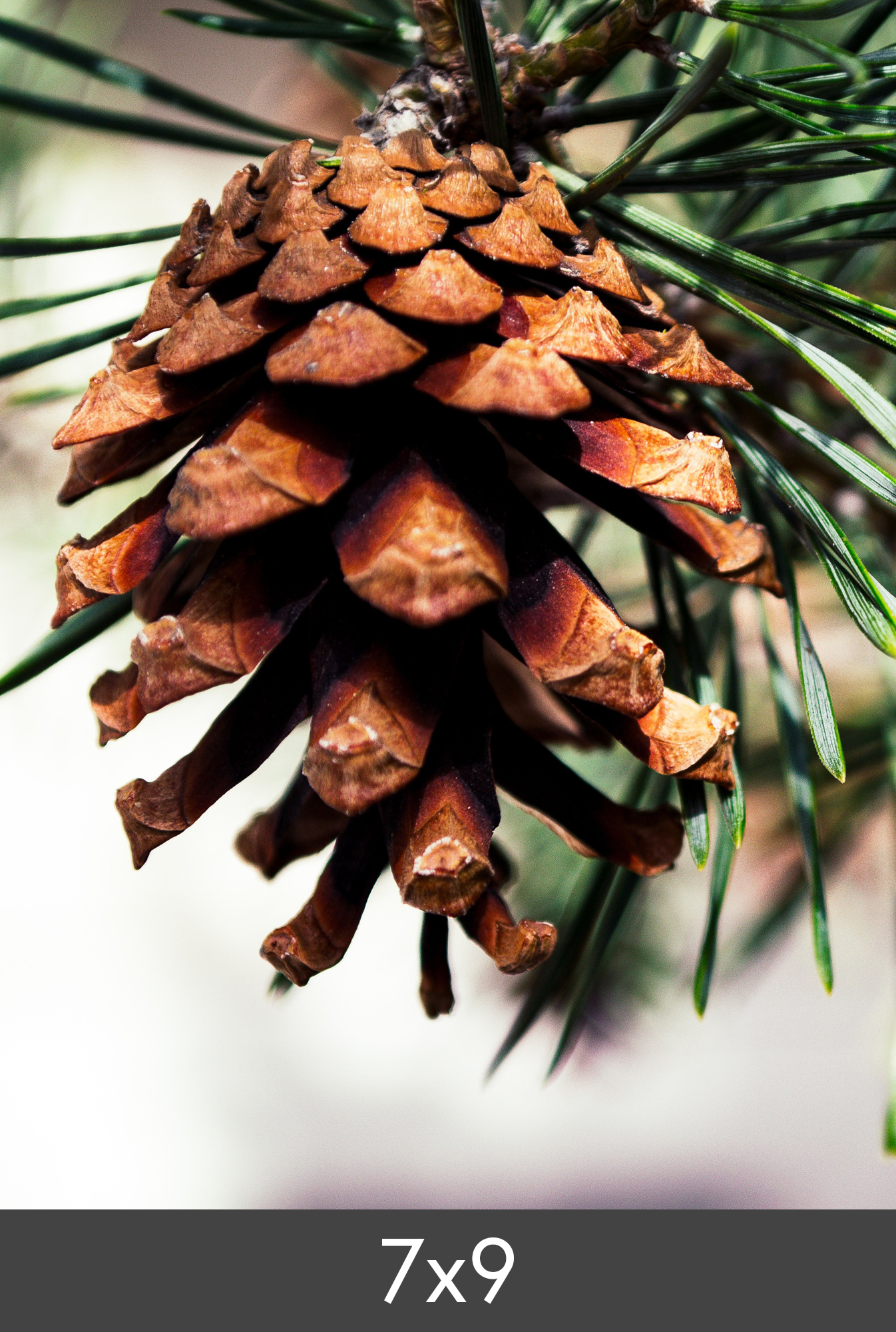 Product Image for Vergrößerung FineArt Bamboo 290 g (7x9 cm/Vergrößerung - FineArt Bambus)